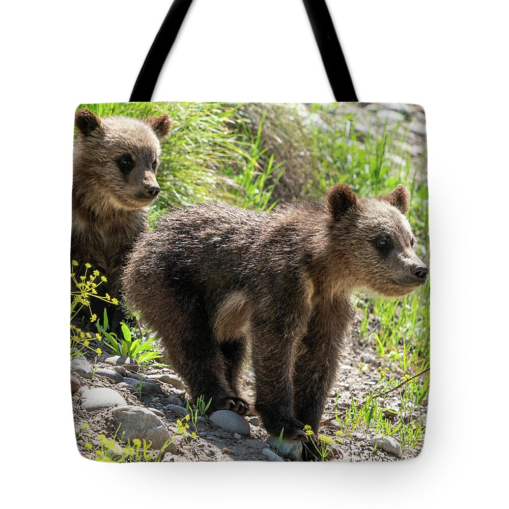Grizzly Tote Bag featuring the photograph Grizzly Bear Cubs by Wesley Aston