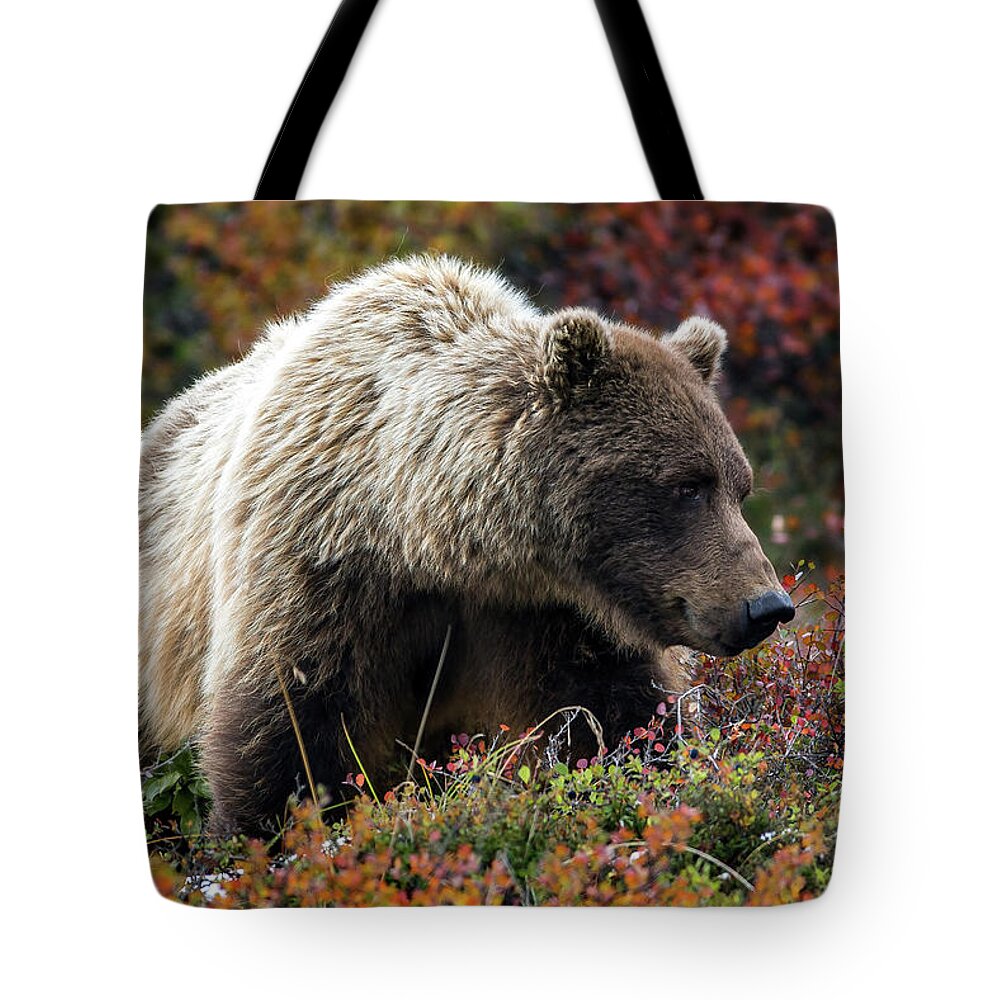 Grizzly Tote Bag featuring the photograph Grizzly bear in Denali national park - Alaska by Olivier Parent