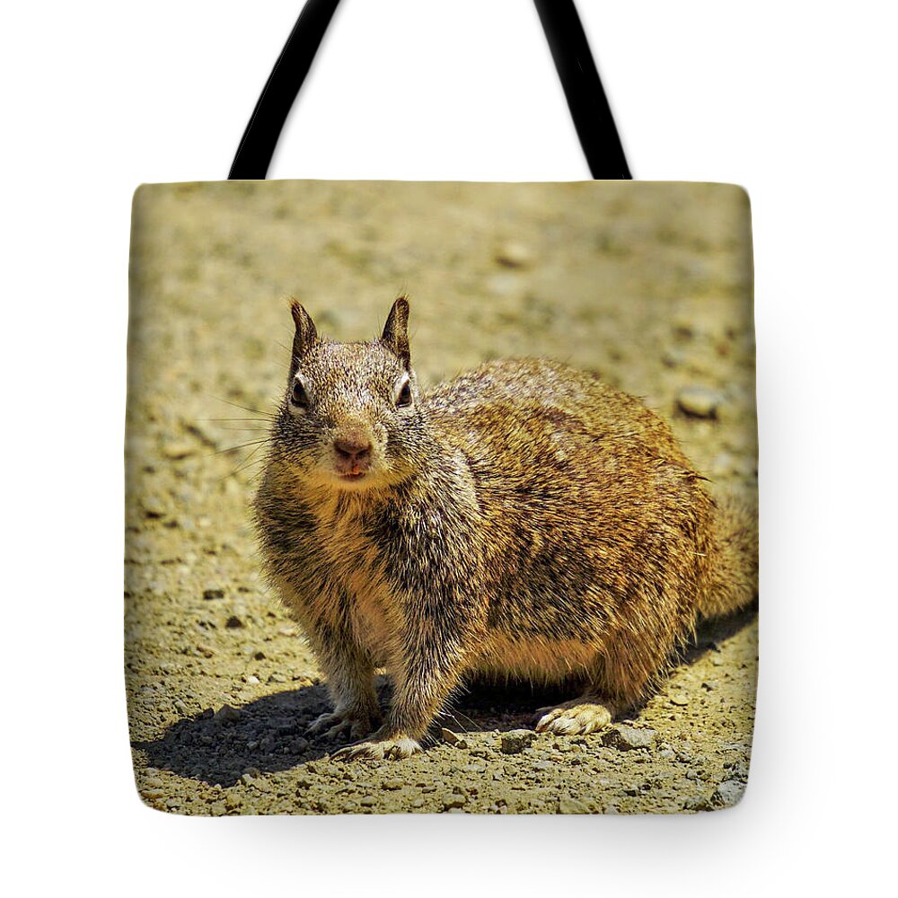 Squirrel Tote Bag featuring the photograph Ground Squirrel by Brett Harvey
