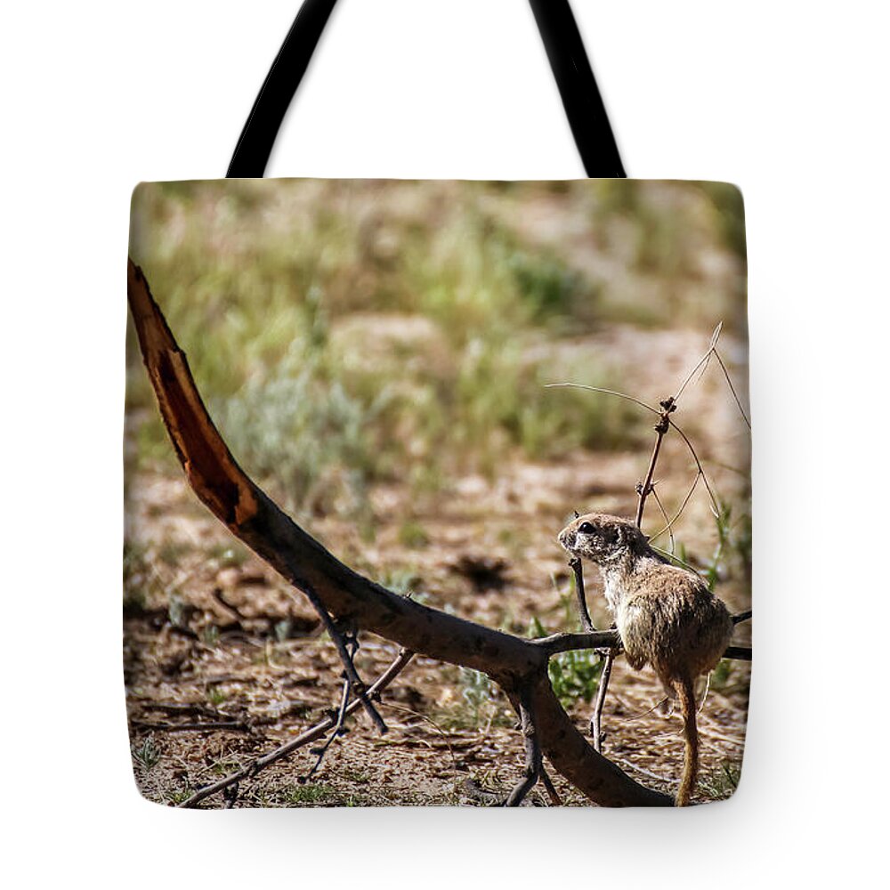 Arizona Tote Bag featuring the photograph Ground Squirrel on Tree Limb 2 by Dawn Richards