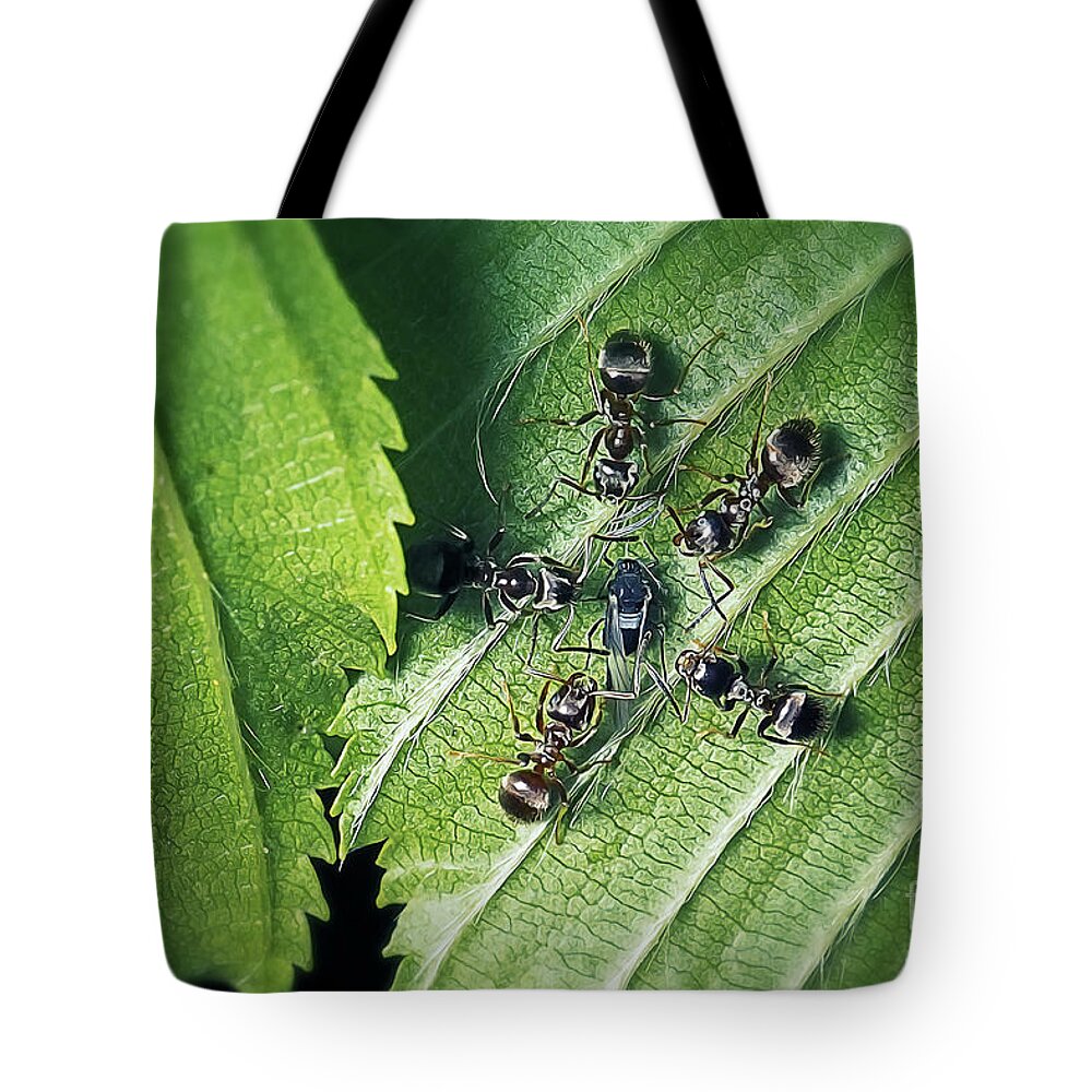 Photo Tote Bag featuring the photograph Group Of Lasius niger Black Garden Ants Around Diptera Insect by Frank Ramspott