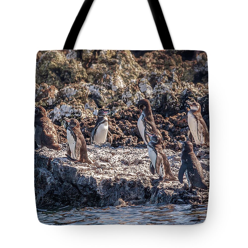 Animals In The Wild Tote Bag featuring the photograph group of pengouins on Isabela island by Henri Leduc