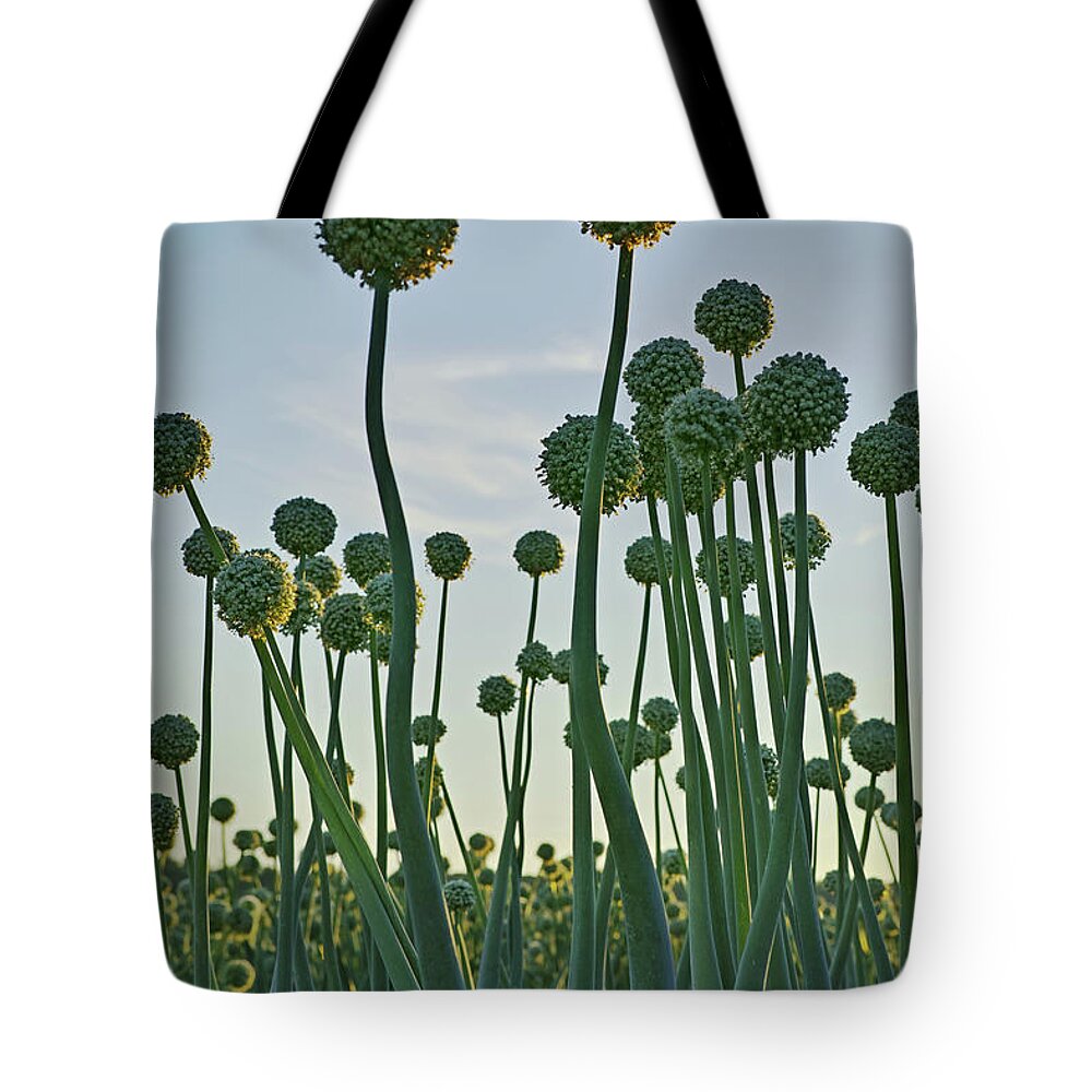 Landscape Tote Bag featuring the photograph Groupies by Karine GADRE