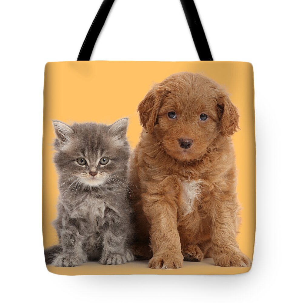 Kitten Tote Bag featuring the photograph Grumpy Friends by Warren Photographic