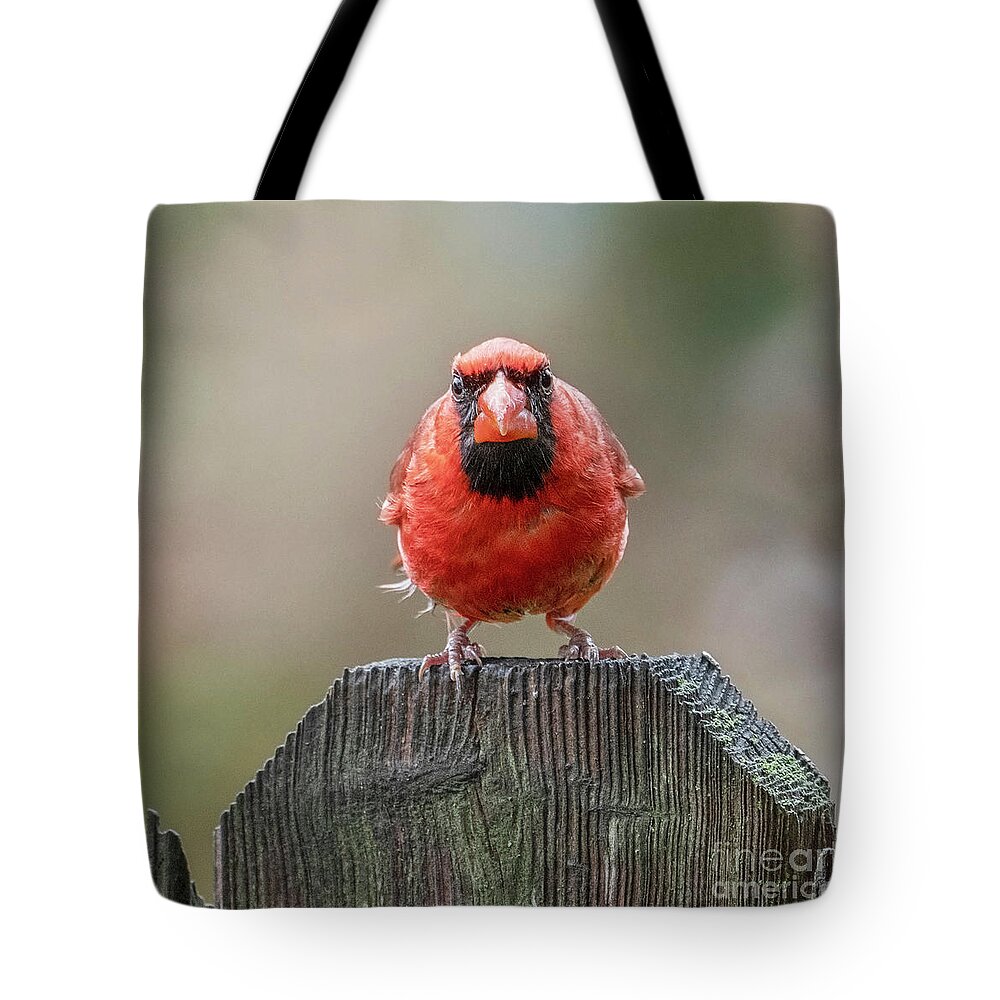Northern Cardinal Tote Bag featuring the photograph Grumpy Male Red Northern Cardinal by Sandra Rust