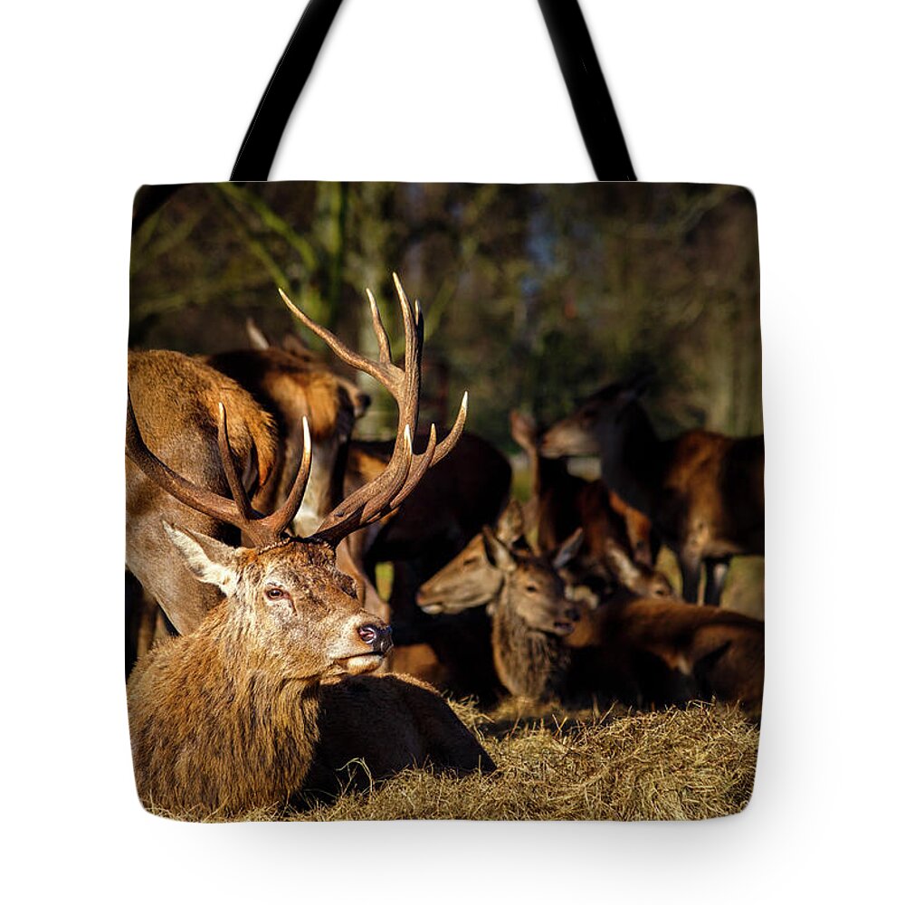 Nature Tote Bag featuring the photograph Guarding the Herd by Rick Deacon