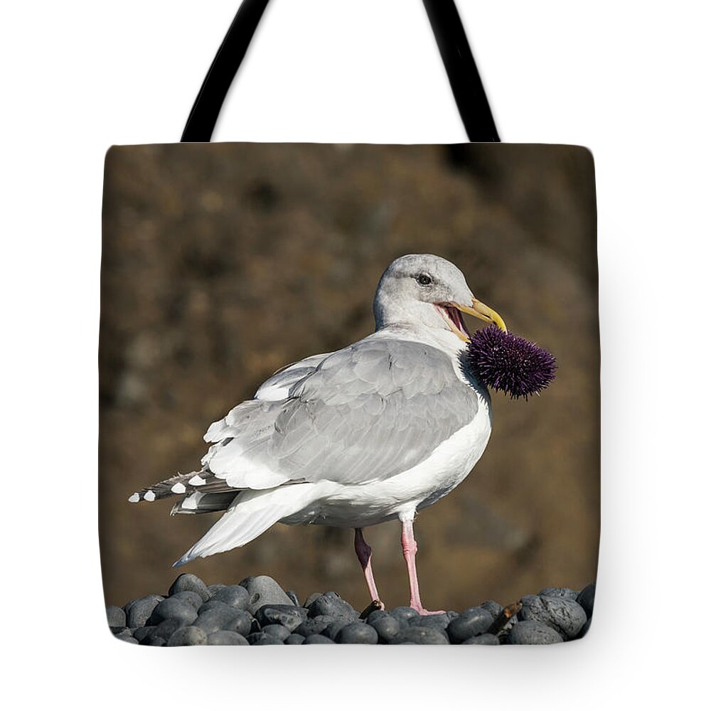 Animals Tote Bag featuring the photograph Gull With Purple Sea Urchin by Robert Potts