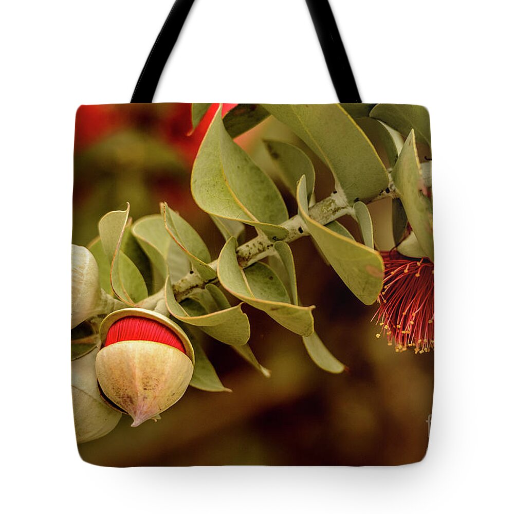 Flora Tote Bag featuring the photograph Gum Nuts 3 by Werner Padarin