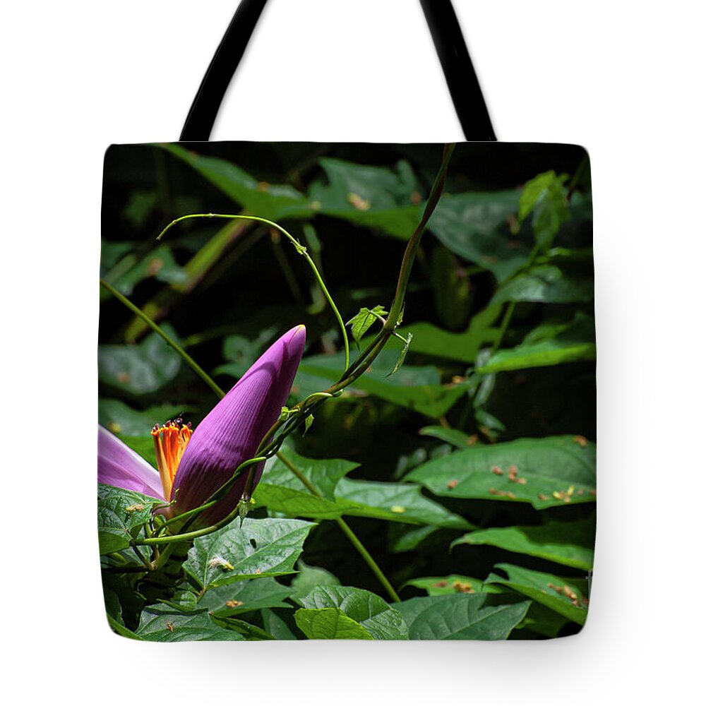 South Shore Coast Tote Bag featuring the photograph Hairy Banana Flower by Bob Phillips