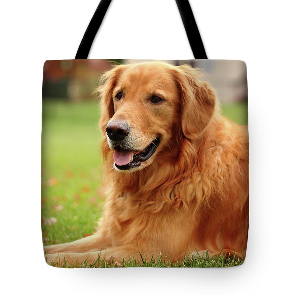 Dog Tote Bag featuring the photograph Handsome Golden by Lens Art Photography By Larry Trager