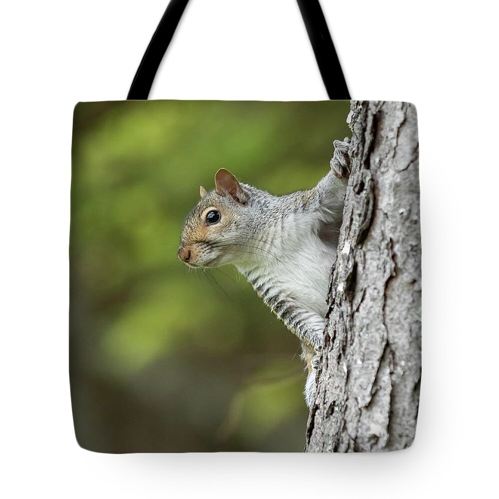 Squirrel Tote Bag featuring the photograph Hang On by Holly Ross