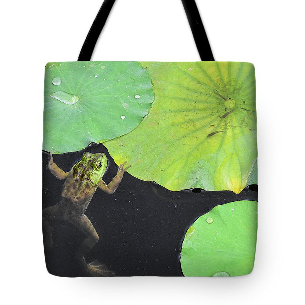 Bull Frog Plays Peek A Boo Partially Sticking Out Of The Water Of A Pond With Lily Pads Green Lily Pad Pads Dark Murky Water Drops Droplets Tote Bag featuring the photograph Hanging Out In The Pond by Ed Stokes
