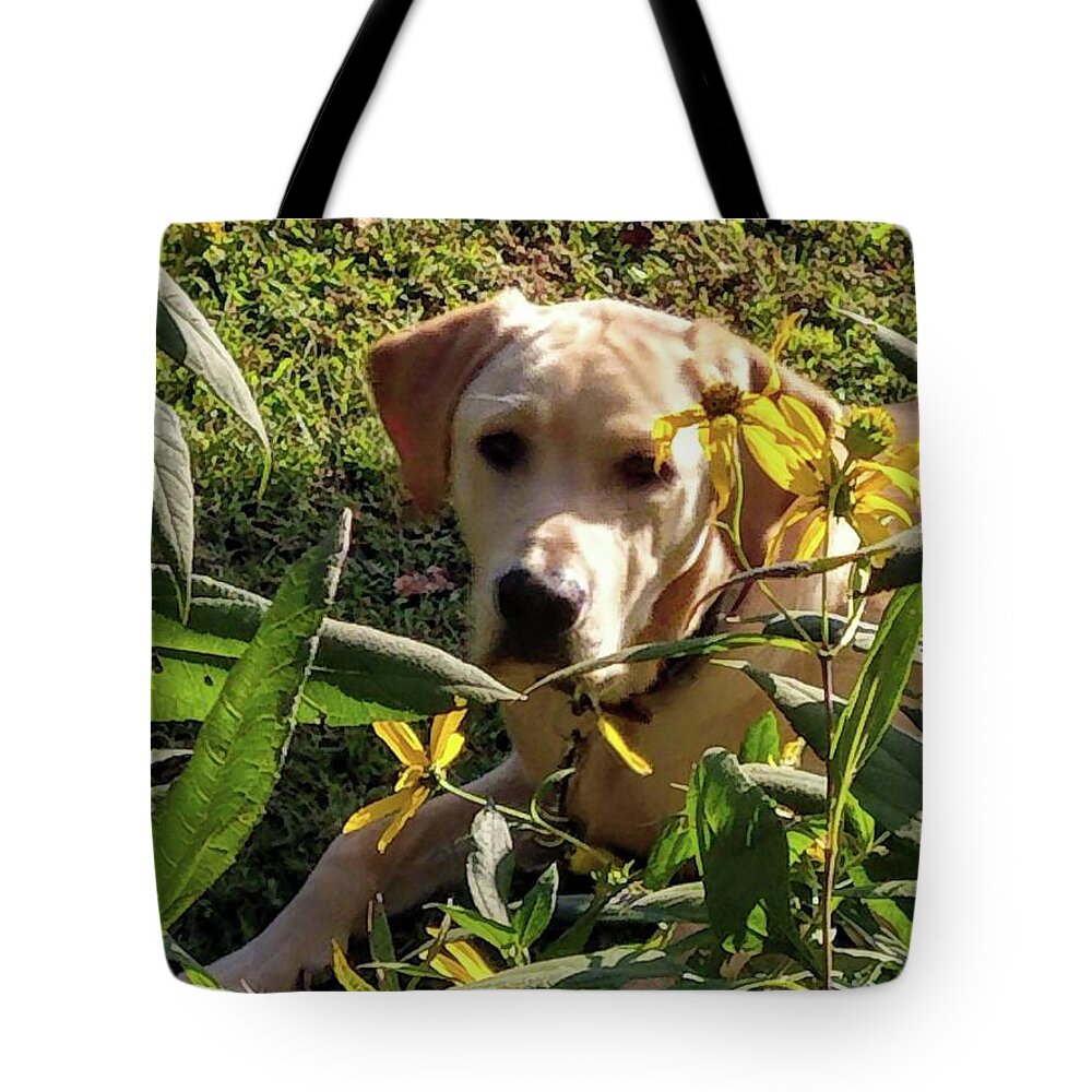 Yellow Lab Tote Bag featuring the photograph Hanging with the Maxamillians by Kim Galluzzo Wozniak