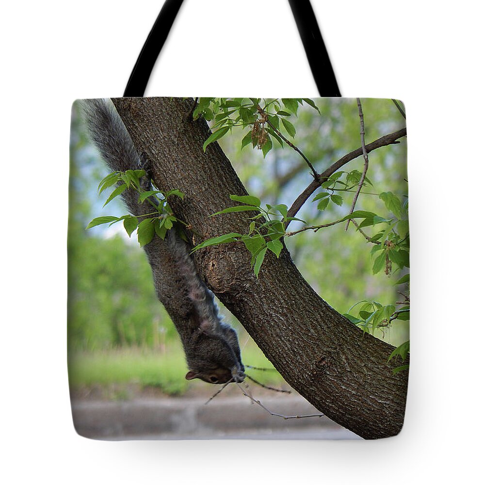 Spring Tote Bag featuring the photograph Haning Around by Wild Thing