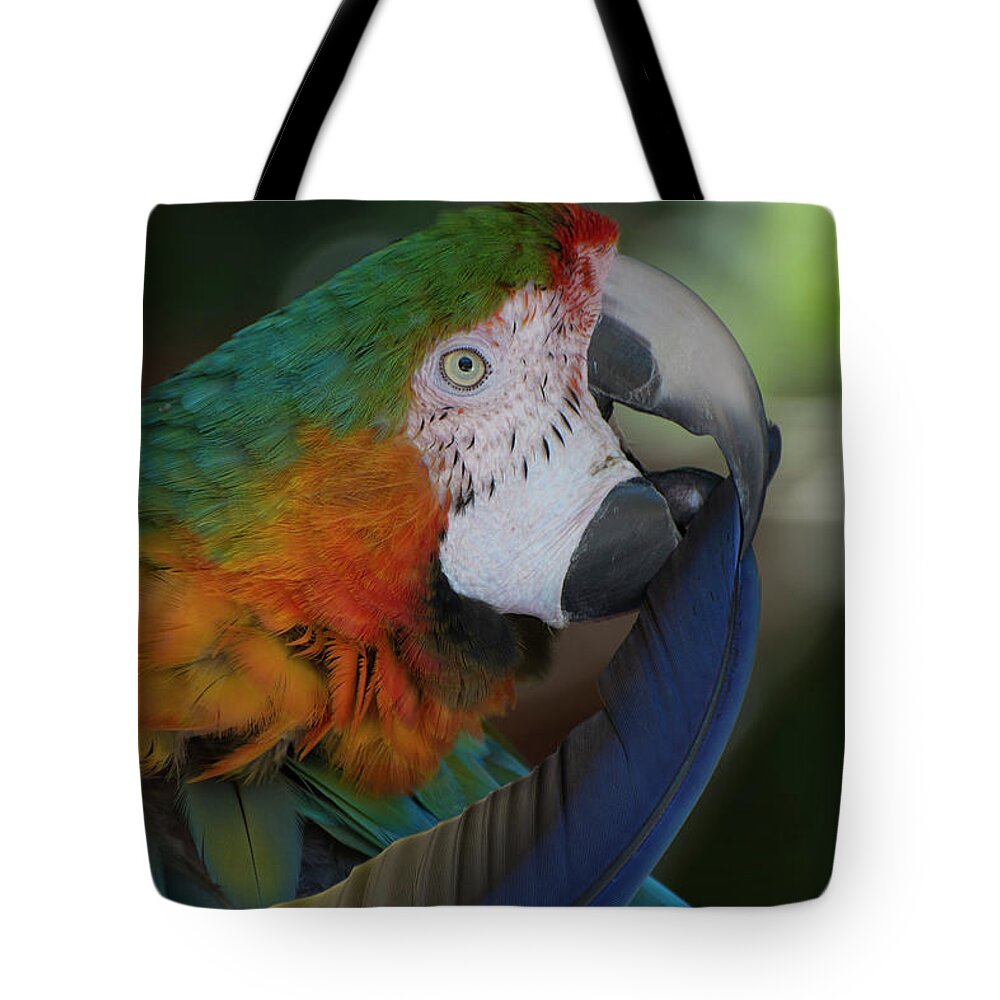 Bird Tote Bag featuring the photograph Harlequin Macaw by Carolyn Hutchins