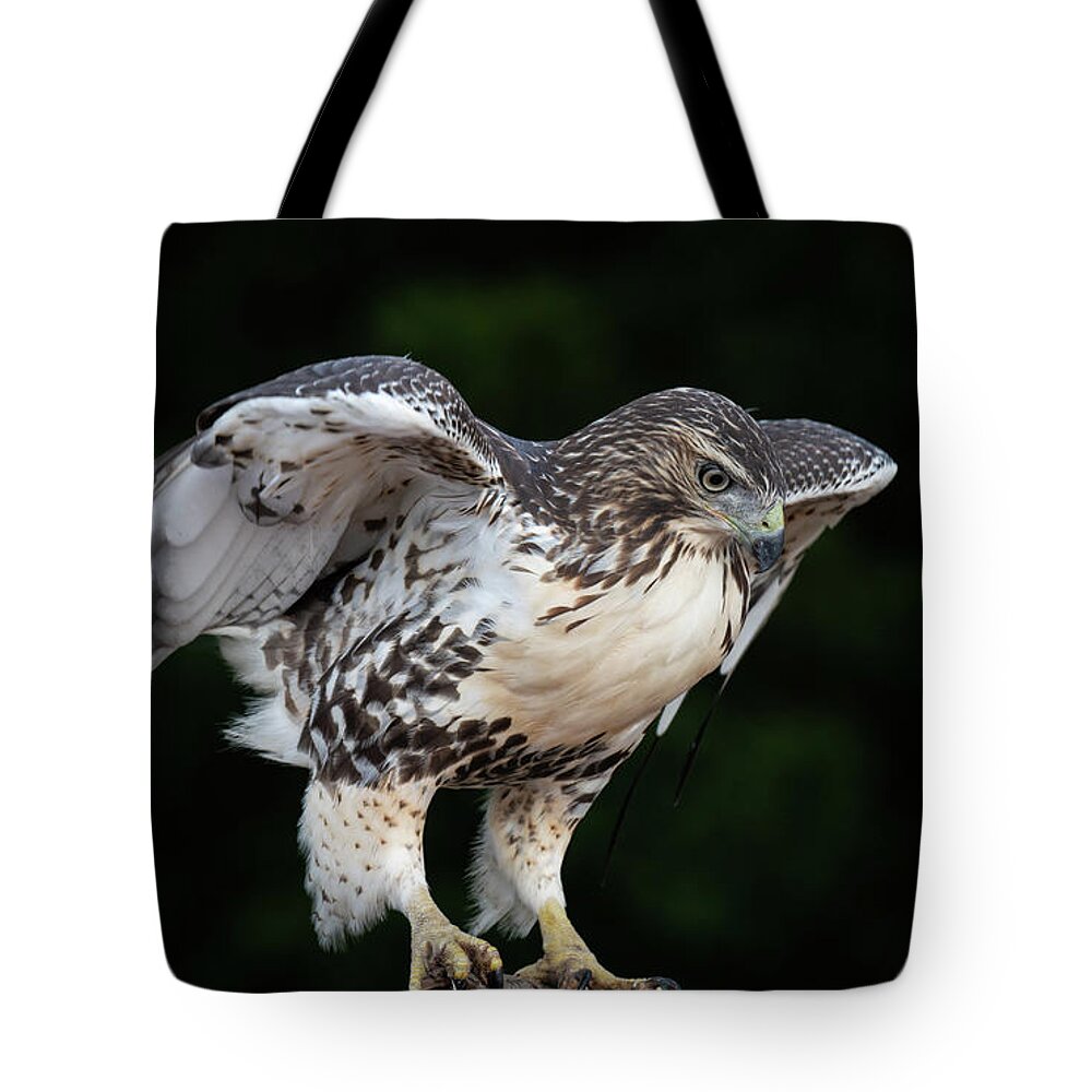 Red Tailed Hawk Tote Bag featuring the photograph Hawk on Table by Michael Hubley
