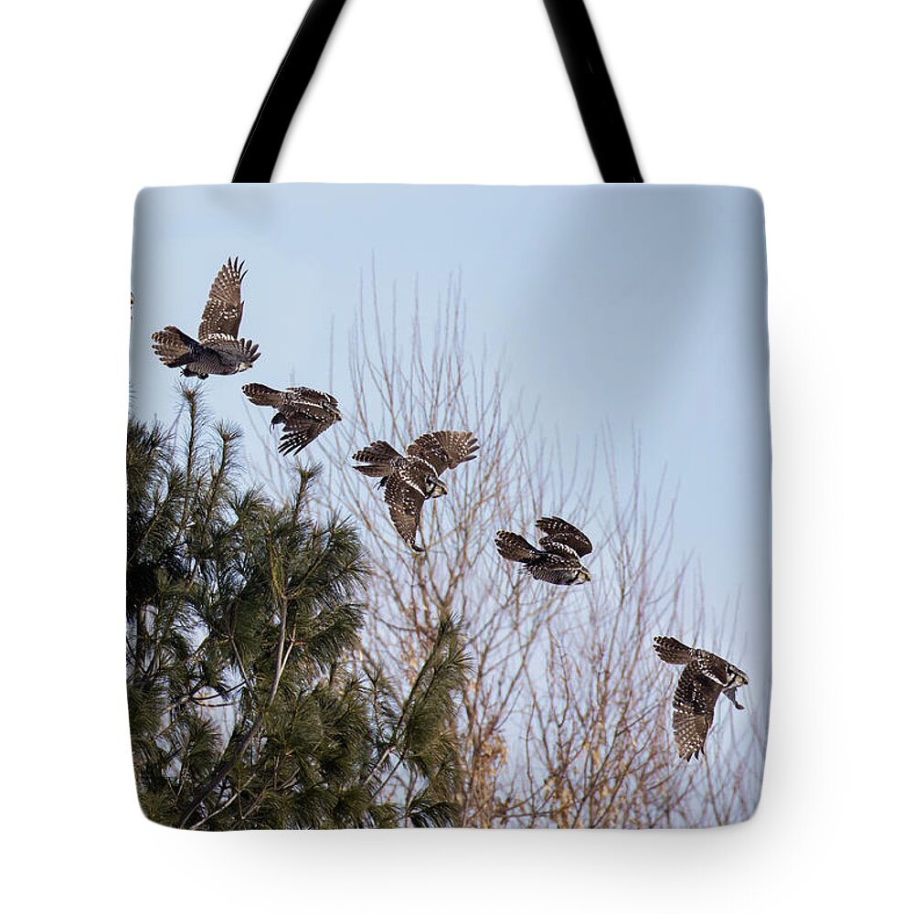 Animal Tote Bag featuring the photograph Hawk Owl panorama by Mircea Costina Photography