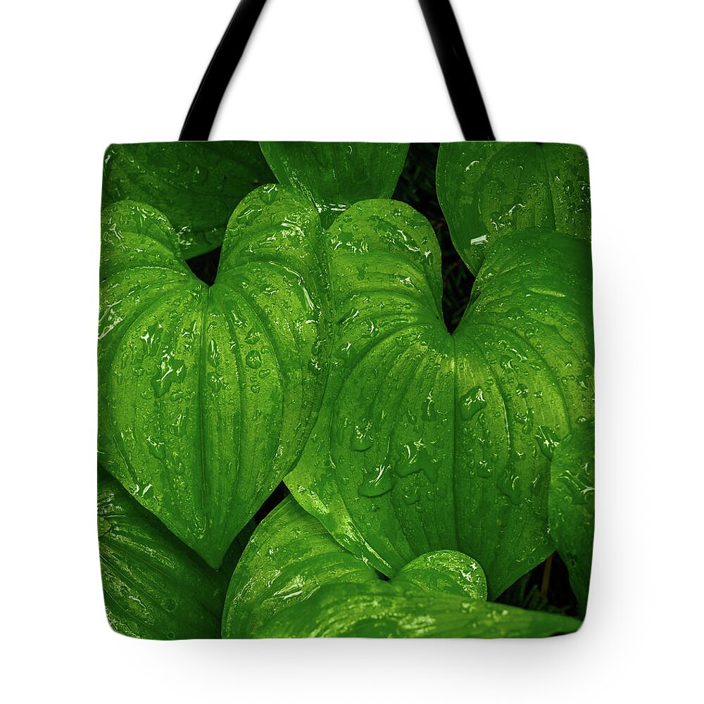 Leaves Tote Bag featuring the photograph Hearts in the rain forest by Robert Miller