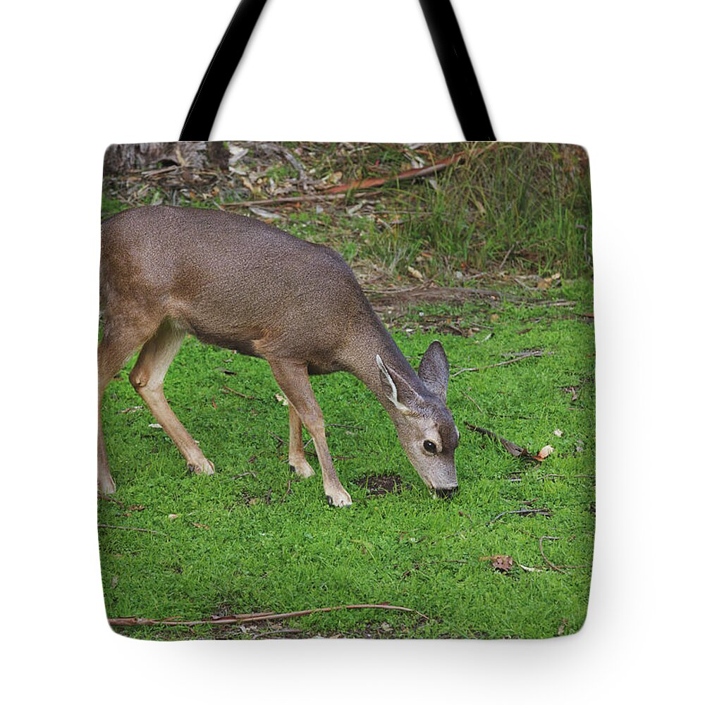 Deer Tote Bag featuring the photograph Hello, Beauty by Laurie Search