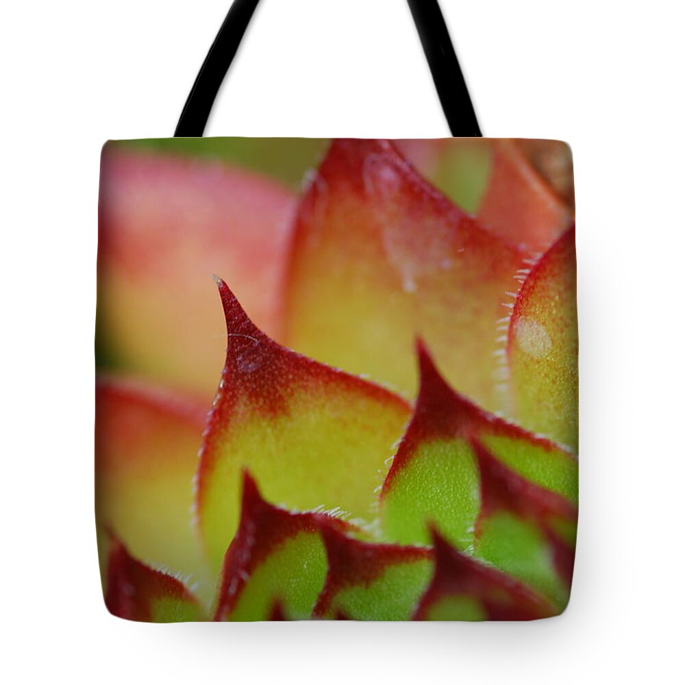Hens And Chicks Tote Bag featuring the photograph Hens And Chicks #10 by Stephanie Gambini