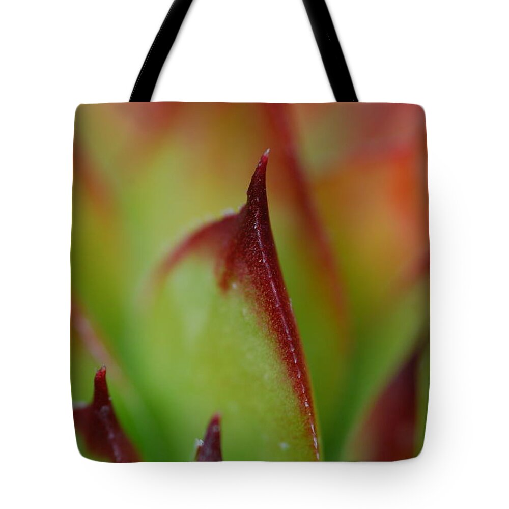 Hens And Chicks Tote Bag featuring the photograph Hens And Chicks #9 by Stephanie Gambini