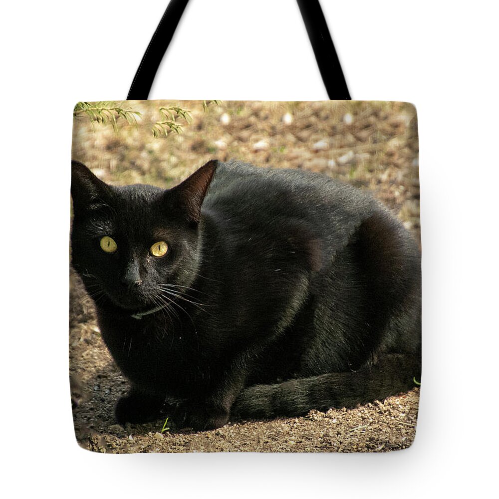 Cat Tote Bag featuring the photograph Here Kitty by Cathy Kovarik
