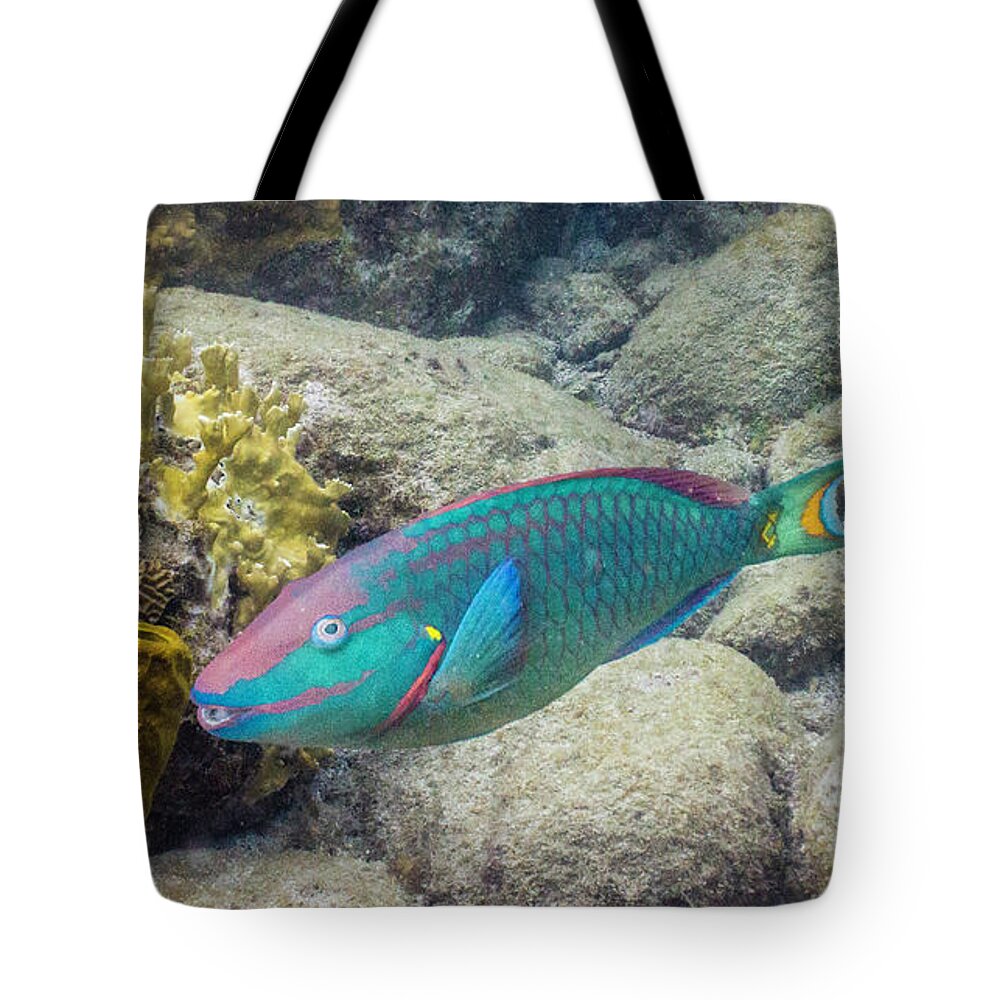 Animals Tote Bag featuring the photograph Hey Good Lookin' by Lynne Browne