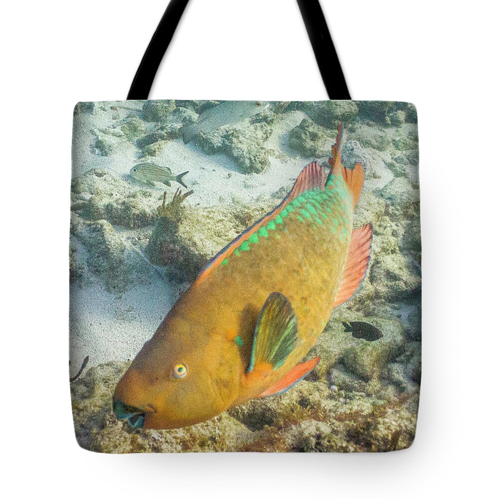 Animals Tote Bag featuring the photograph Hi by Lynne Browne