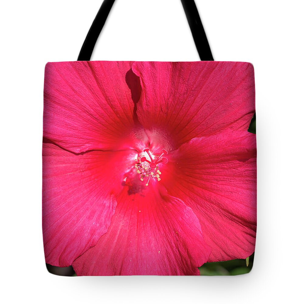 Flower Tote Bag featuring the photograph Hibiscus Lord Baltimore by Dawn Cavalieri