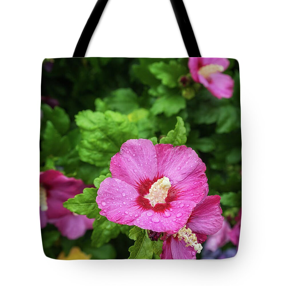 Hibiscus Syriacus Tote Bag featuring the photograph Hibiscus Syriacus I by Marianne Campolongo