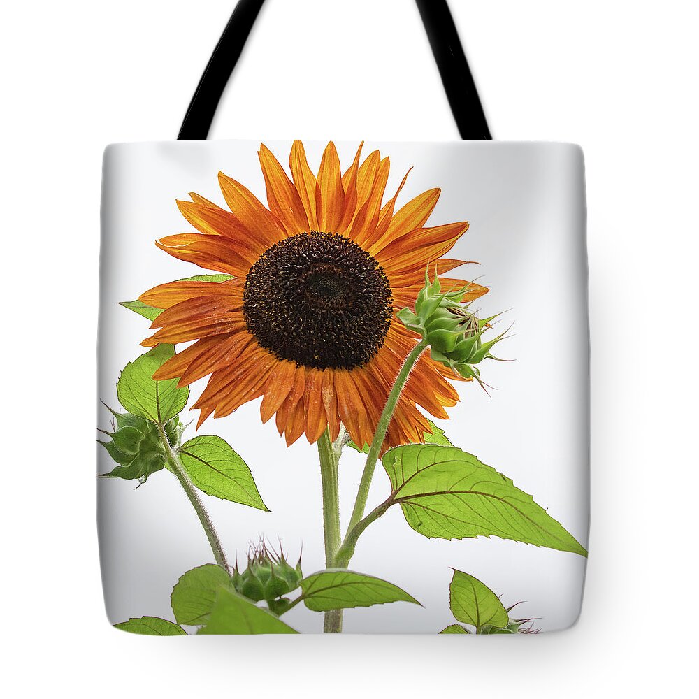 Sunflower Tote Bag featuring the photograph High Key Sunflower by Mindy Musick King