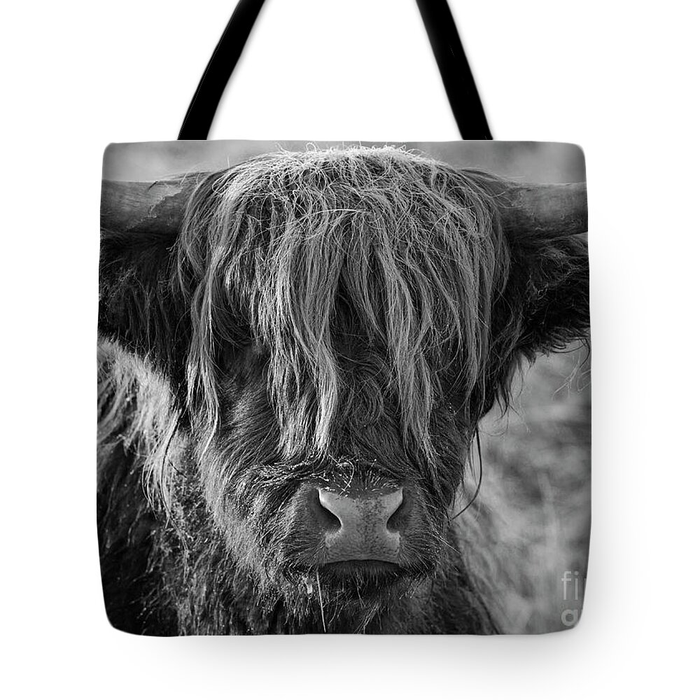 Highland Cow Tote Bag featuring the photograph Frosty face - Highland Cow by Neale And Judith Clark