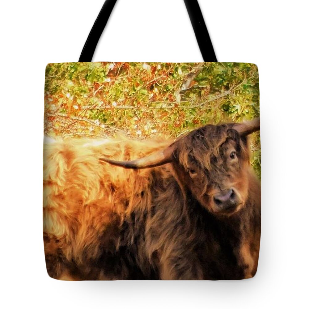 - Highland Cows In Nh Tote Bag featuring the photograph - Highland Cows In NH by THERESA Nye