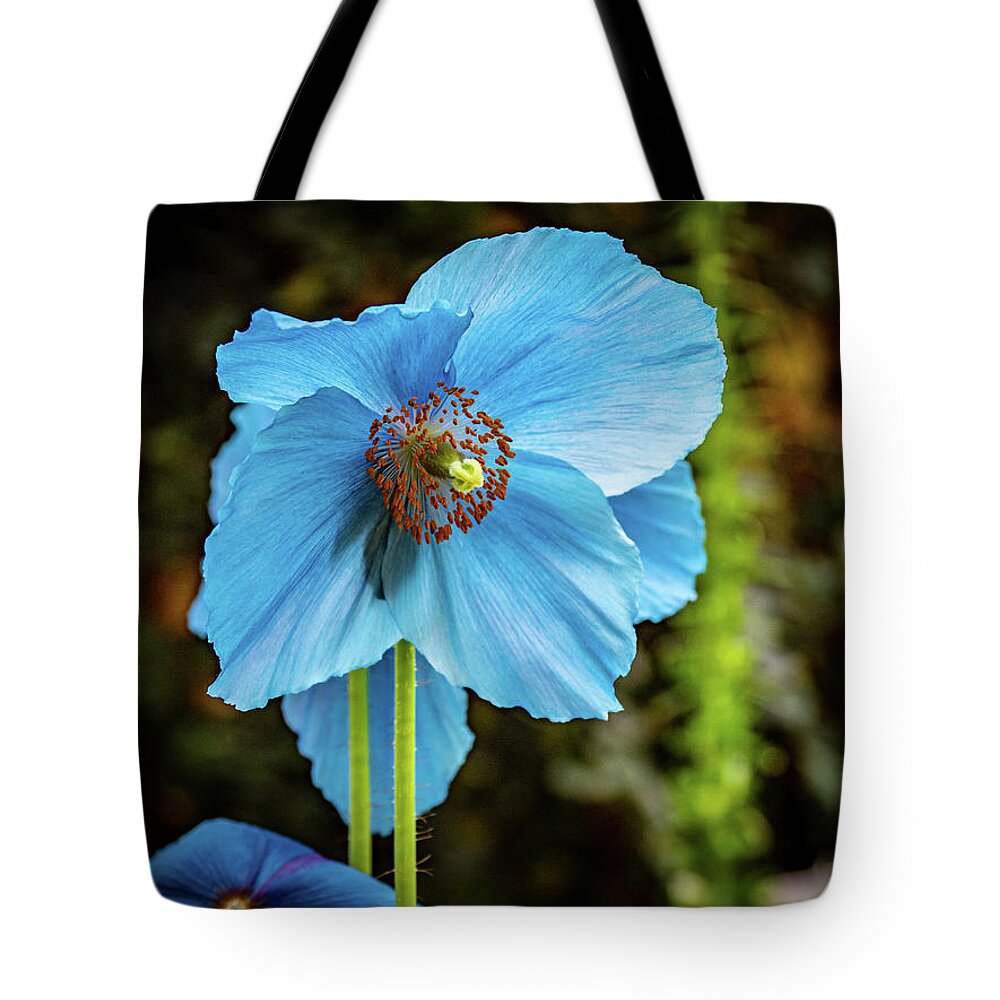 Blue Tote Bag featuring the photograph Himalayan Blue Poppy by Louis Dallara