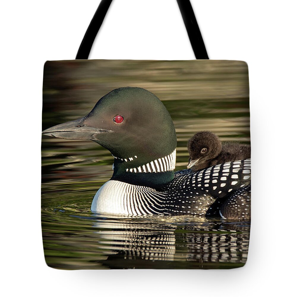 Oon Tote Bag featuring the photograph Hitchhiker - Common Loon - Gavia immer by Spencer Bush