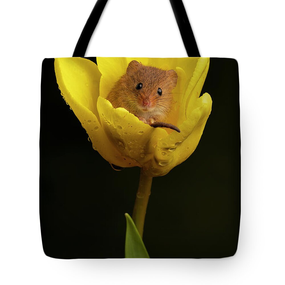 Harvest Tote Bag featuring the photograph HM Tulip 01634 by Miles Herbert