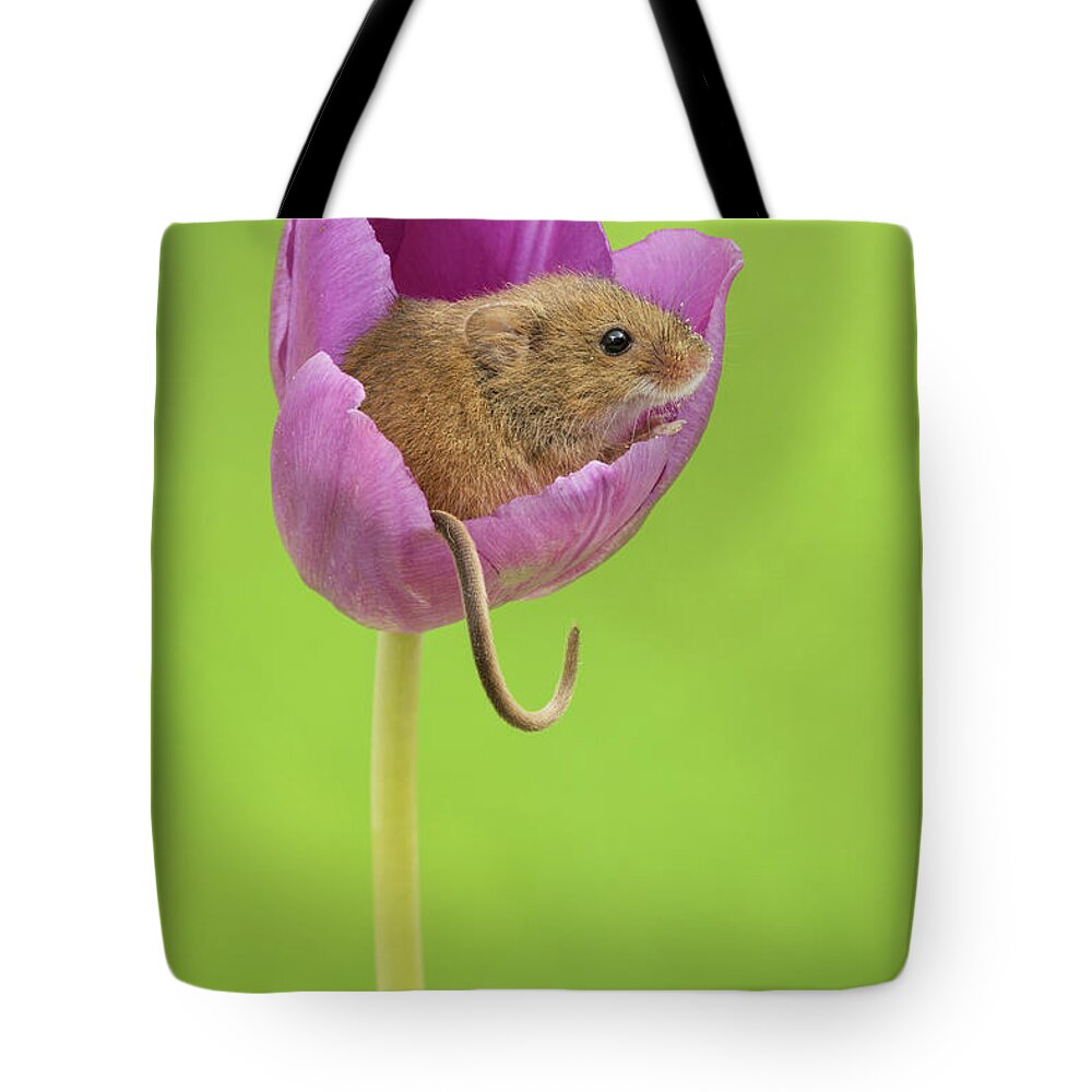 Harvest Tote Bag featuring the photograph HMTulips-7579 by Miles Herbert
