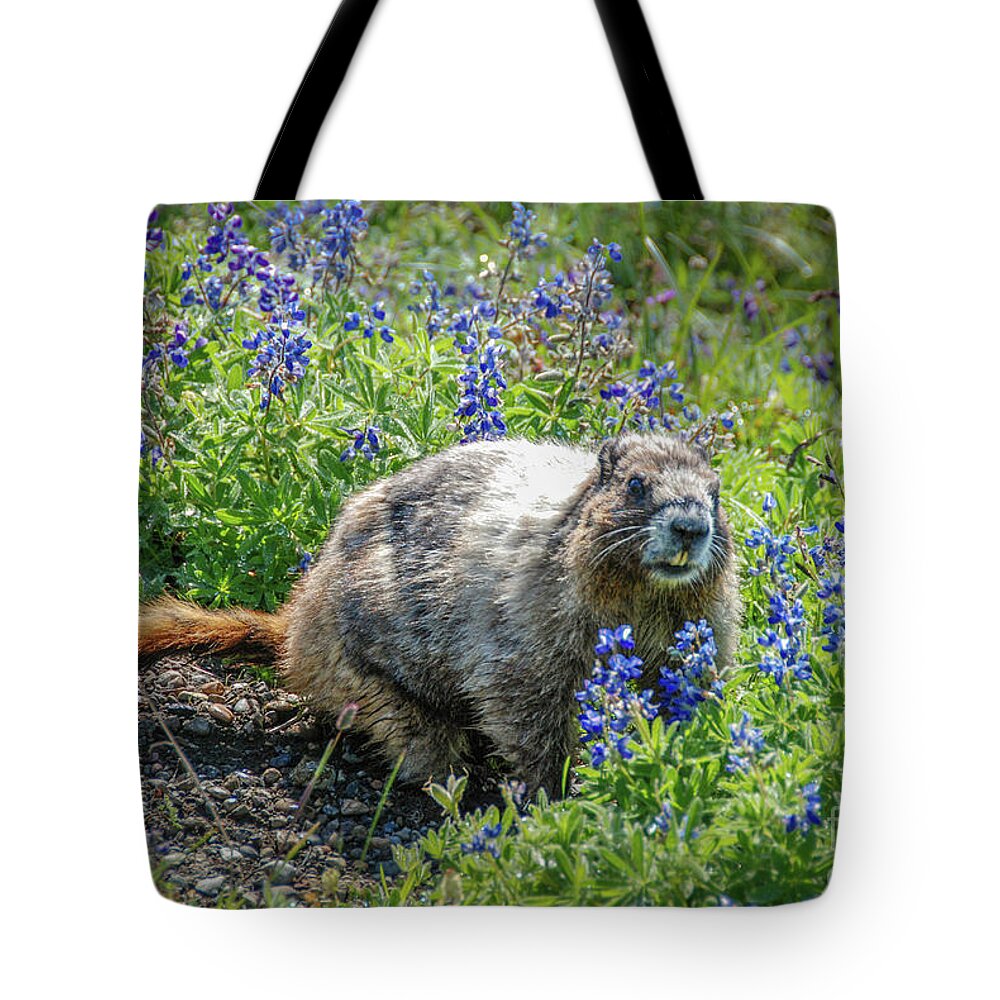 Hoary Marmot Tote Bag featuring the photograph Hoary Marmot in Subalpine Lupine #3 by Nancy Gleason