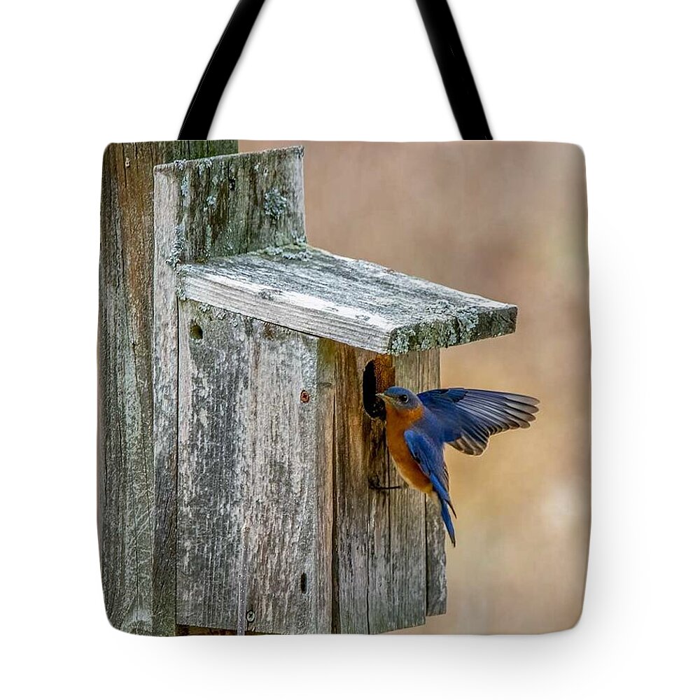 Bluebird Tote Bag featuring the photograph Honey I'm Home by Regina Muscarella