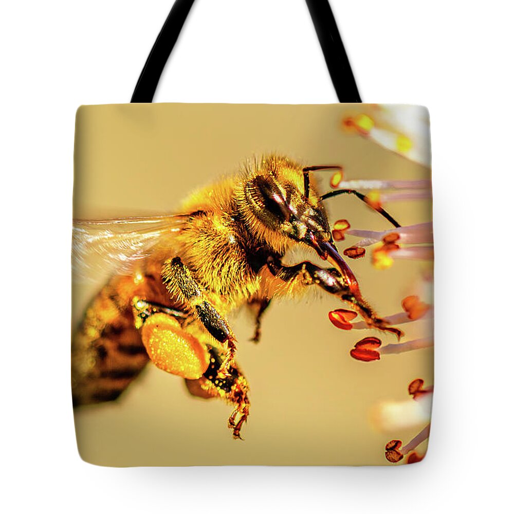 Bee Tote Bag featuring the photograph Honeybee and Apricot Blossom by Rachel Morrison