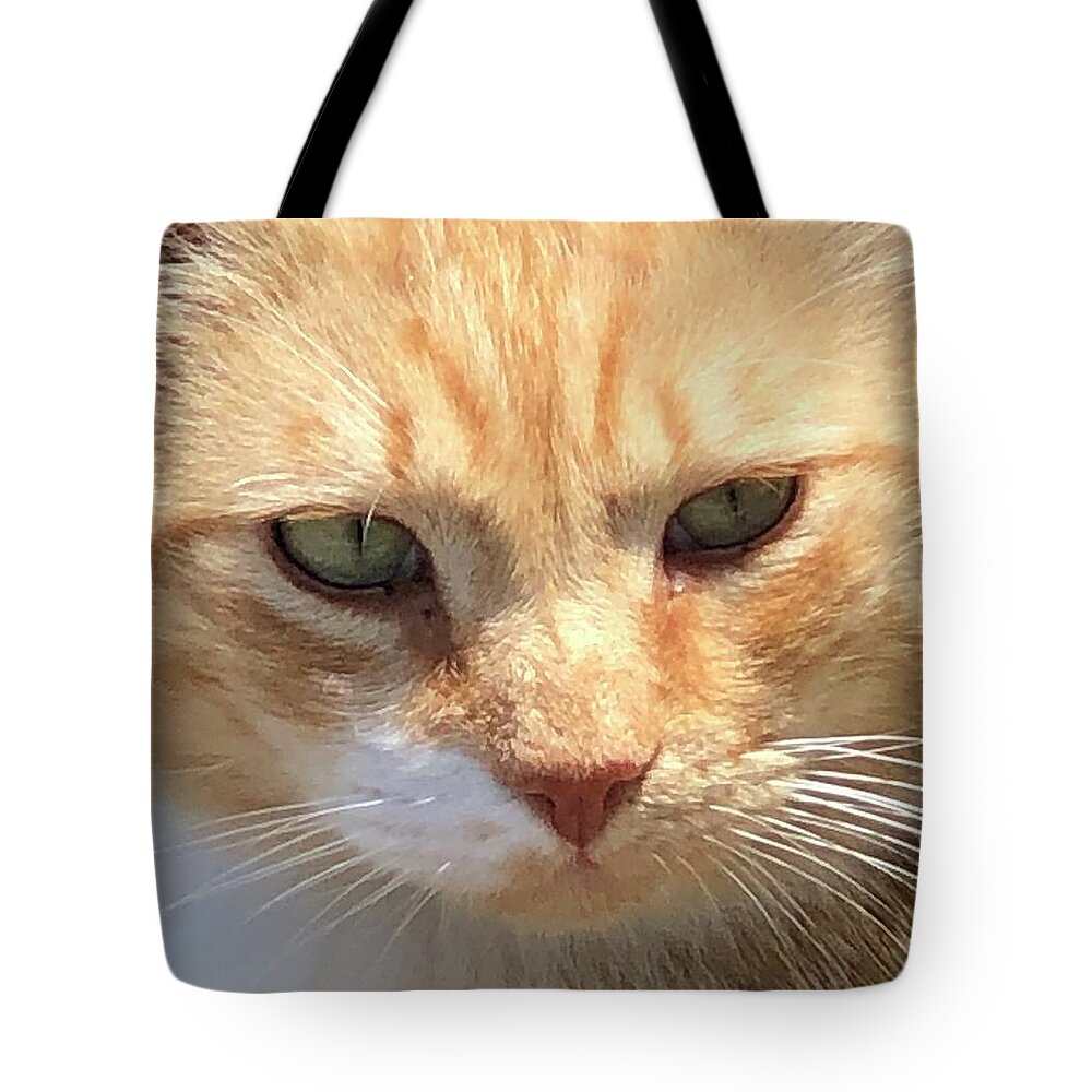 Cats Tote Bag featuring the photograph Hopeful by Jan Gelders