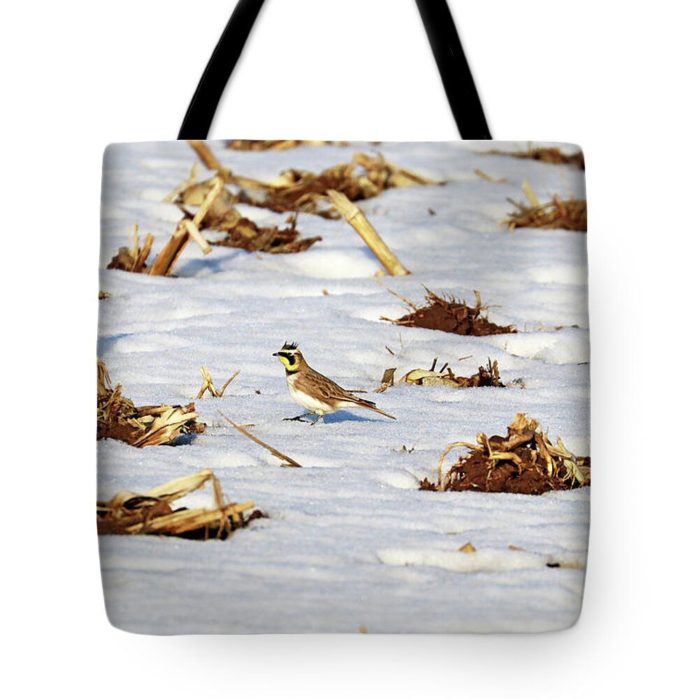 Lark Tote Bag featuring the photograph Horned Lark Foraging by Debbie Oppermann