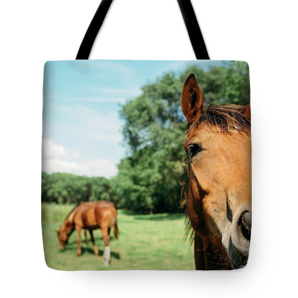 Horse Tote Bag featuring the photograph Horses in field by Jelena Jovanovic