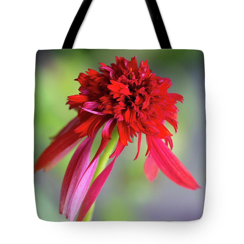 Flowers Tote Bag featuring the photograph Hot Papaya Coneflower by Chris Scroggins