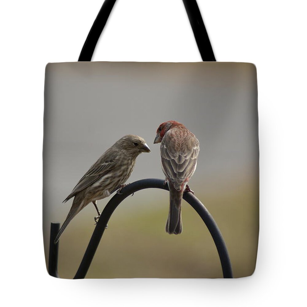  Tote Bag featuring the photograph House Finch Pair by Heather E Harman