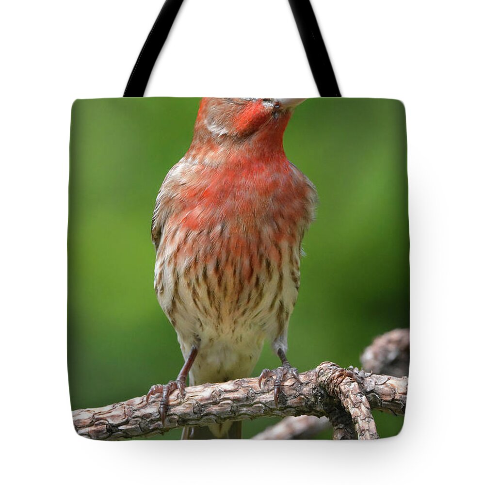 House Finch Tote Bag featuring the photograph House Finch Portrait by Jerry Griffin