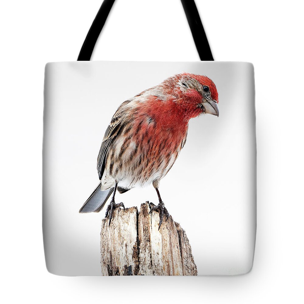 House Finch Tote Bag featuring the photograph House Finch- So Curioius by Sandra Rust