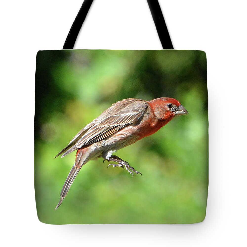 House Finch Tote Bag featuring the photograph House Finch Tail Down Flight by Jerry Griffin
