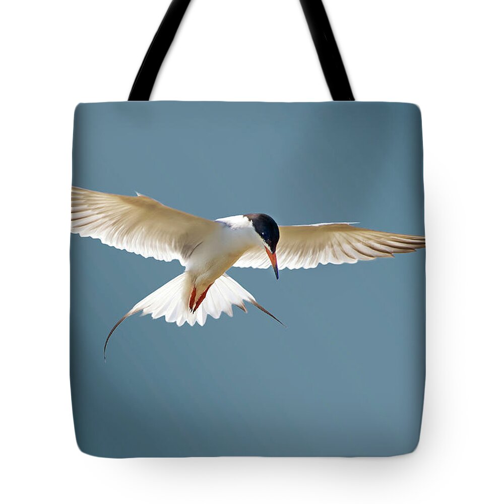 Terns Tote Bag featuring the photograph Hovering Tern by Judi Dressler