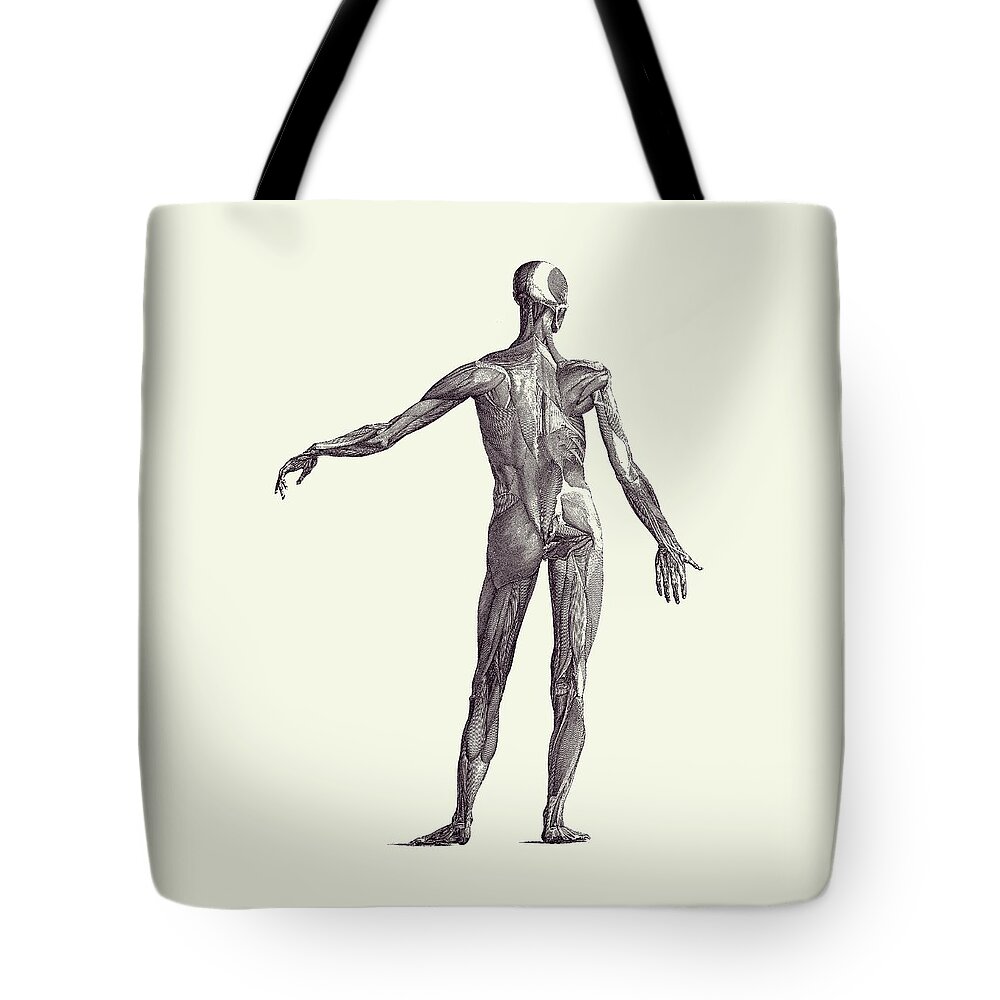 Skeleton Tote Bag featuring the drawing Human Muscular System - Vintage Anatomy Poster 2 by Vintage Anatomy Prints